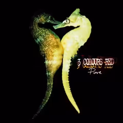 Album sleeve artwork for Pure, the 1997 debut album by London rock band 3 Colours Red on Creation Records.