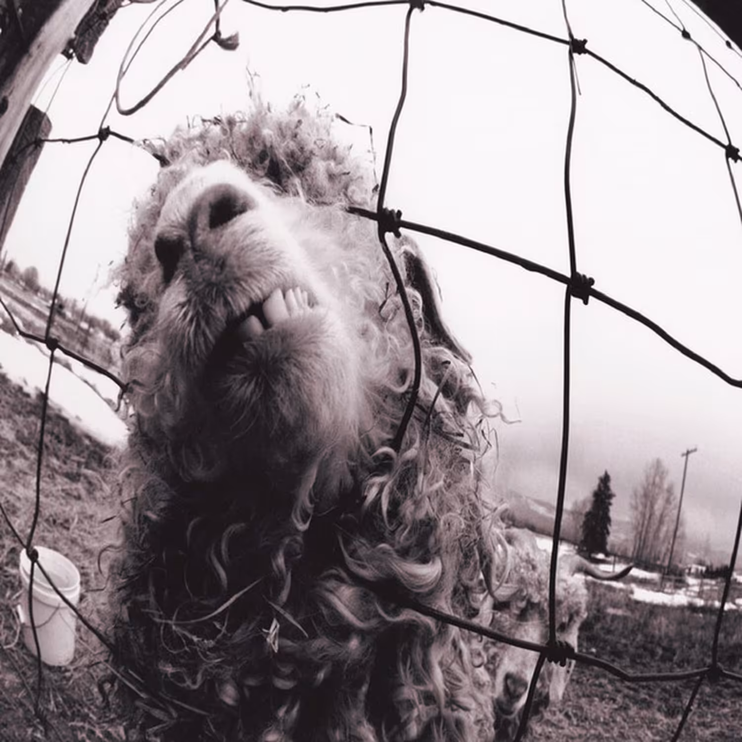 Vs. – Pearl Jam’s Defining 90s Album